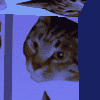 �ǂ̖͗l���l�R