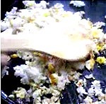 the delicious fried rice